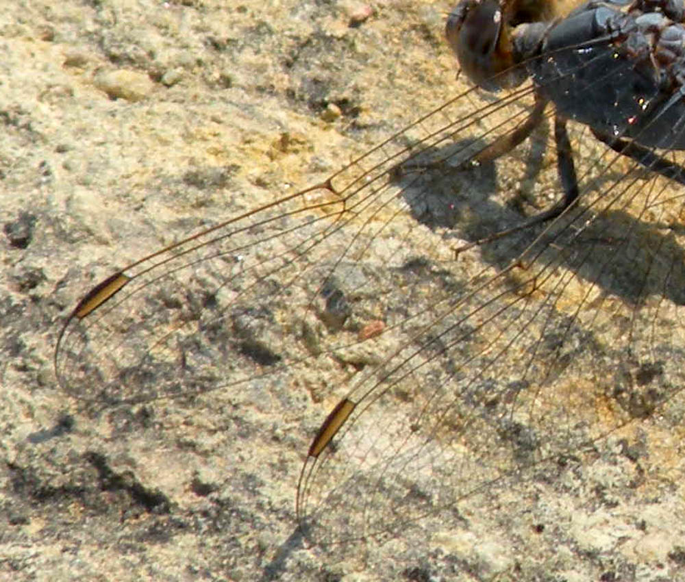 Orthetrum taeniolatum dall''antica Pergamo !!!